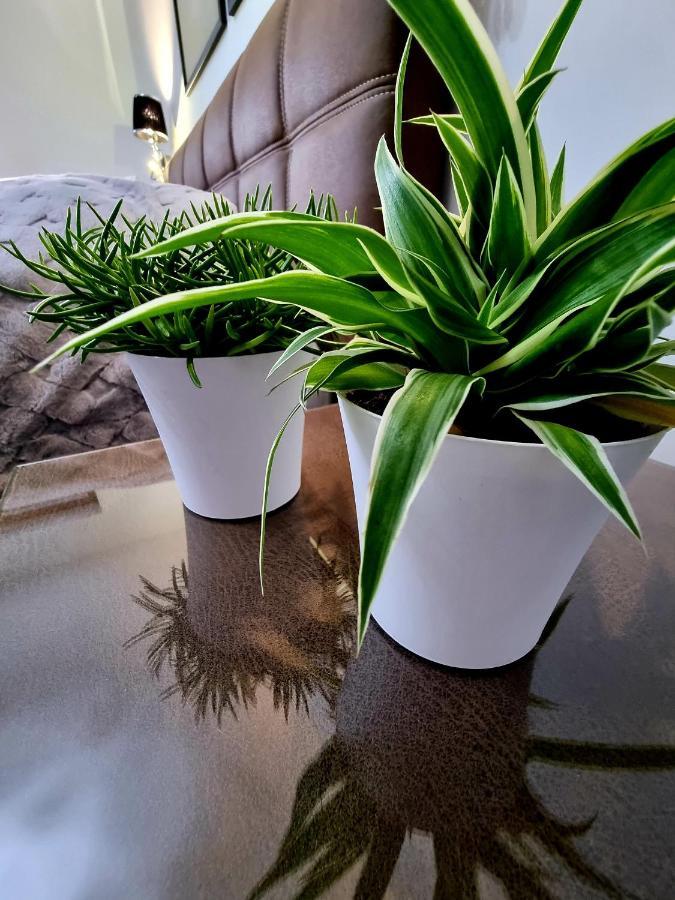 Apartament Jelonek W Karkonoszach Jelenia Góra Esterno foto